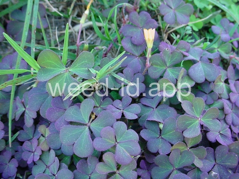 woodsorrel, creeping
